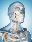 Ossos do crânio e pescoço — Fotografia de Stock