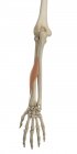 Структура кістки нижньої руки та функціональна анатомія — стокове фото