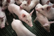 Farm piglets in barn — Stock Photo