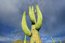 Vista de bajo ángulo del cactus creciendo en el desierto . - foto de stock