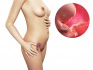 Desarrollo del feto de 9 semanas - foto de stock