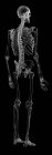 Скелетних системи людини — стокове фото