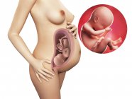 Sviluppo del feto a 38 settimane — Foto stock