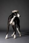 Photo studio de chien noir et blanc avec une couronne de fleurs
. — Photo de stock