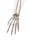 Рукою людини кісток — стокове фото