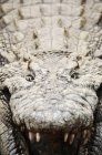 Crocodilo do Nilo com mandíbulas abertas, Mpumulanga, África do Sul . — Fotografia de Stock