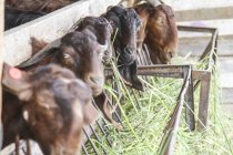 Cabras comendo feno em caneta de fazenda leiteira . — Fotografia de Stock