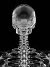 Visão traseira do crânio humano — Fotografia de Stock