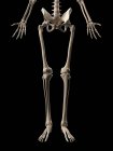 Huesos humanos de piernas - foto de stock