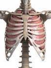 Menschliche Lungen mit Brustkorb — Stockfoto