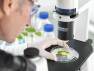 Cientista que vê a folha da planta na placa do petri sob o microscópio invertido no laboratório . — Fotografia de Stock