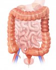 Cross-section of large intestine — Stock Photo