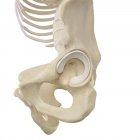 Huesos de pelvis humana - foto de stock