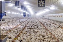 Hühner füttern aus Plastikbehältern — Stockfoto
