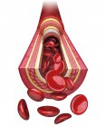 Arteria humana que muestra las paredes arteriales y el torrente sanguíneo - foto de stock