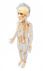 Скелетная система ребенка — стоковое фото