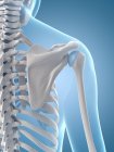 Human shoulder joint — Stock Photo