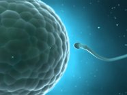 Menschliches Sperma nähert sich Eizelle — Stockfoto