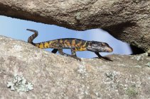 Black girdled lizard crawling on rock. — Stock Photo