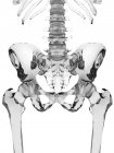 Ossa del bacino umano — Foto stock