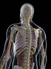 Männliche Anatomie mit Gewebe und Systemen — Stockfoto