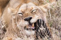 Львица жует зебру в Танзании . — стоковое фото