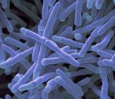 Мікобактерії smegmatis бактерії — стокове фото