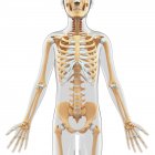 Дитина кісткової системи — стокове фото