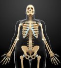 Human skeletal system — Stock Photo