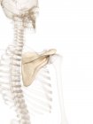 Структурна анатомія плечового поясу — стокове фото