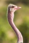Profilo ritratto di struzzo in Tanzania . — Foto stock