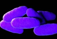 Typhimurium бактеріями сальмонели — стокове фото