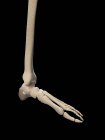 Simplified skeletal structure of foot — Stock Photo