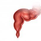 Secção transversal do intestino grosso — Fotografia de Stock