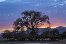 Silhouette eines Akazienbaums bei Sonnenuntergang in der Wüste Negev, Island — Stockfoto