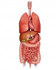 Internal organs and digestive system — Stock Photo