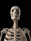 Верхня частина тіла і черепа скелетна система — стокове фото