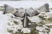 Huesos de ballena en la costa, Antártida - foto de stock