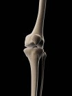 Knee joint structure — Stock Photo