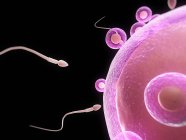 Fertilización que muestra esperma fertilizando un óvulo - foto de stock