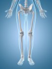 Ossa e articolazioni delle gambe umane — Foto stock