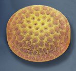 Acqua dolce singolo diatomo — Foto stock