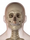 Huesos y dientes faciales - foto de stock