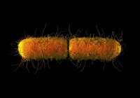 Bactéries Escherichia coli — Photo de stock