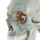 Estrutura do crânio e músculos dos olhos — Fotografia de Stock