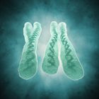 Normale X- und Y-Chromosomen — Stockfoto
