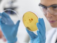 Científica femenina sosteniendo placa petri con cultivos biológicos . - foto de stock