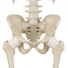 Anatomía estructural de la pelvis humana - foto de stock