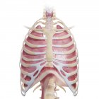 Anatomía del pecho humano - foto de stock