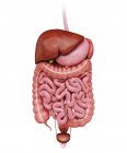 Organs comprising human digestive system — Stock Photo
